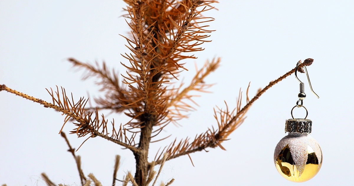 Christmas ornament on tree