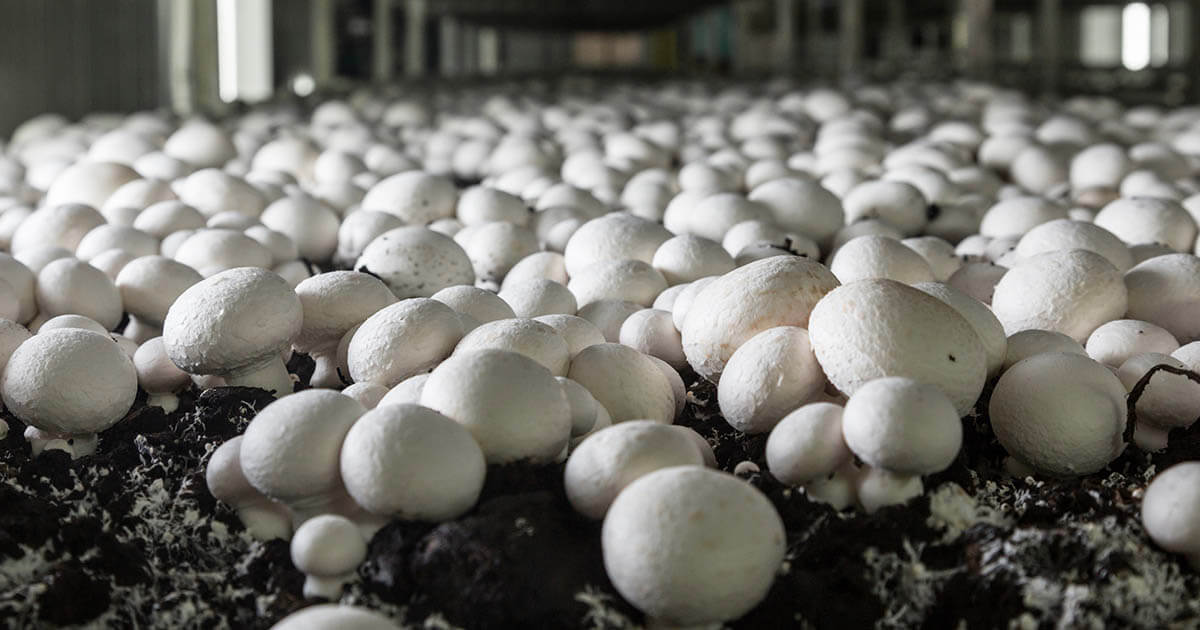 Mushrooms in electronics? More likely than you think!